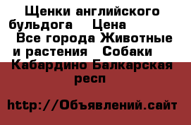 Щенки английского бульдога  › Цена ­ 60 000 - Все города Животные и растения » Собаки   . Кабардино-Балкарская респ.